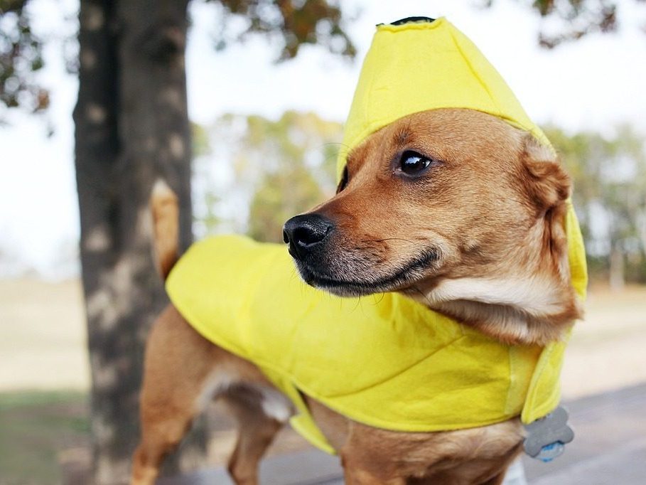 Hund klædt ud som banan.