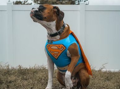 Hund klædt ud som Superman.